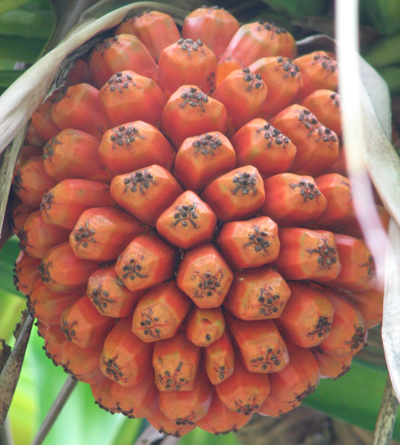 Пандан кровельный (Pandanus tectorius).-2.jpg