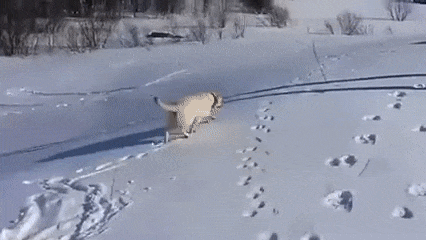 Соль.gif