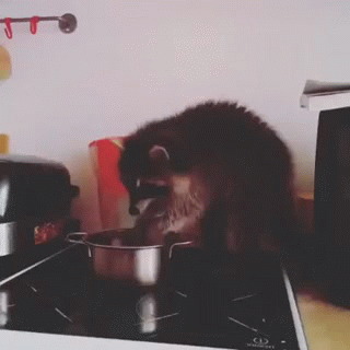 гифка-енот-еда-3385849.gif