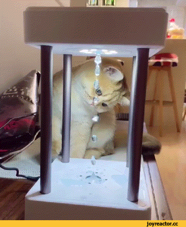гифка-котэ-вода-песочница-3332012.gif