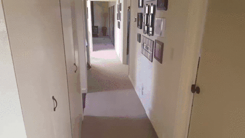 гифки-живность-корги-собака-3451483.gif