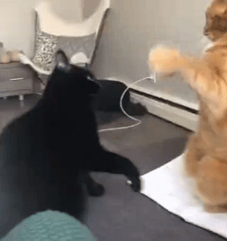 гифки-котейки-5751855.gif