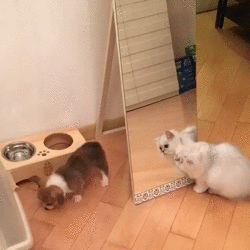гифки-котэ-корги-живность-2924975.gif