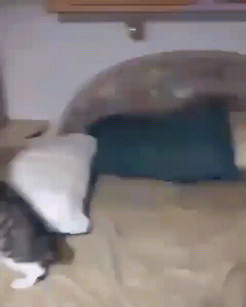гифки-котэ-5735619.gif