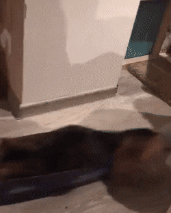 гифки-котэ-5747159.gif