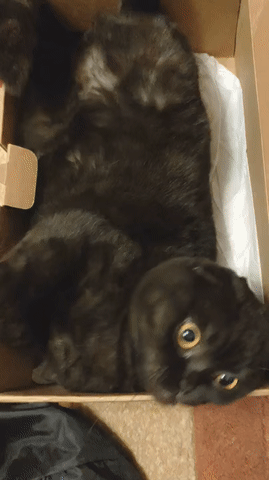гифки-котэ-5750383.gif