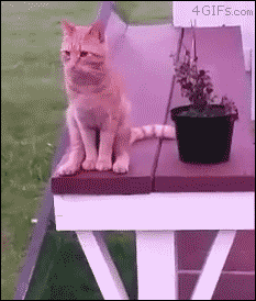 гифки-кот-сел-удалённое-3411850.gif