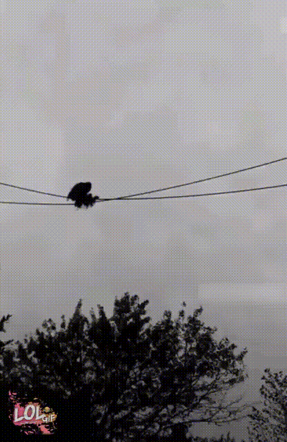 гифки-обезьяна-НЁХ-5743792.gif