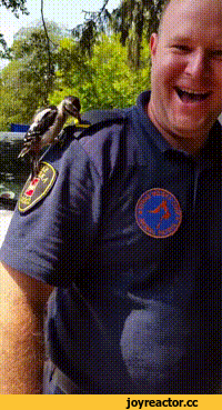 гифки-полицейский-дятел-туктук-3417523.gif