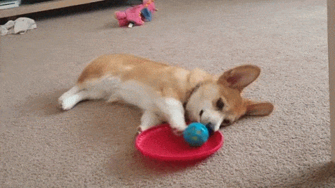 гифки-пёсик-корги-лень-2289345.gif