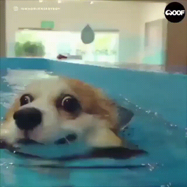 гифки-собака-взгляд-корги-5752108.gif