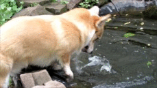 гифки-собака-корги-765615.gif