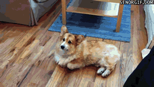 гифки-собака-нехочу-гулять-корги-2443393.gif