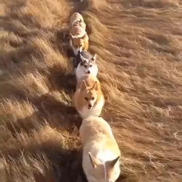 гифки-собакены-корги-живность-2829498.gif