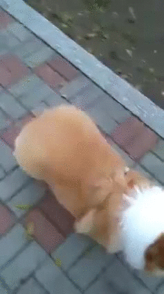 гифки-dat-ass-корги-собакен-2950525.gif