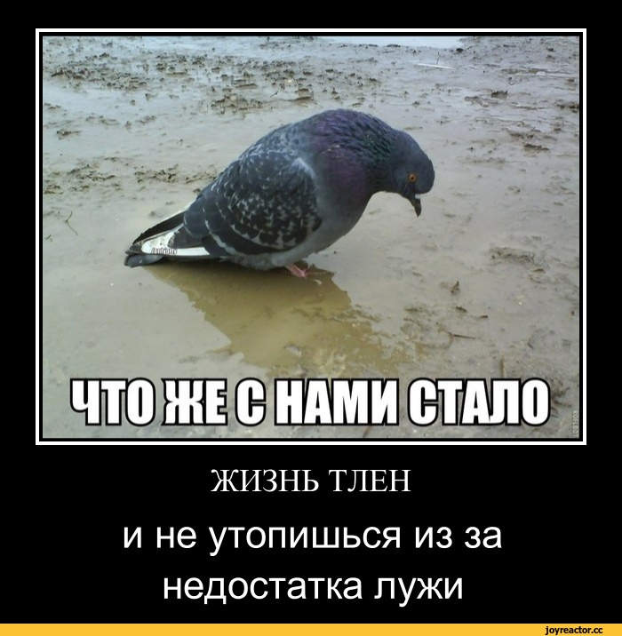 демотиватор-песочница-2674136.jpeg