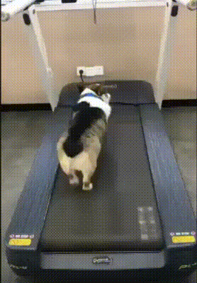 кмску.gif