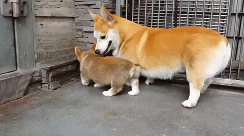 корги-восторги-собакен-милота-2596233.gif