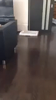 корги-собака-gifs-коробка-3035706.gif