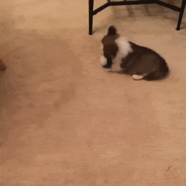 корги-щенок-гифки-собака-2681428.gif