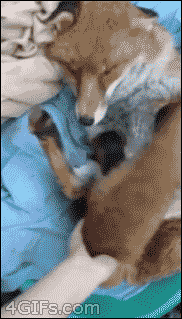 мимими-Лиса-рыжая-пузико-548041.gif