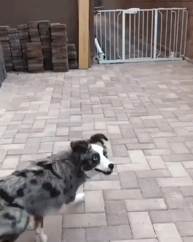 нп67.gif