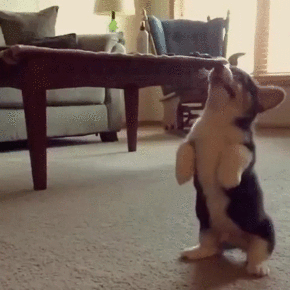 собака-гифки-корги-щенок-2905959.gif