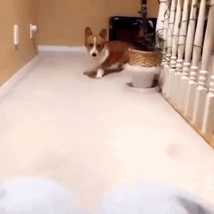 собака-гифки-корги-3058839.gif