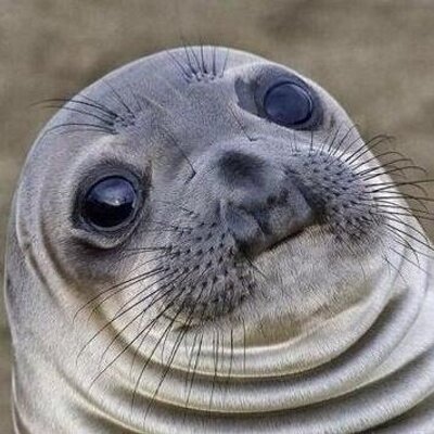 тюлень-3.jpg