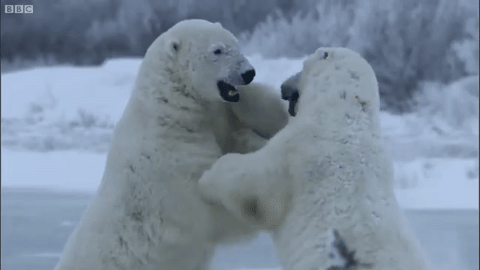 уц4пц.gif