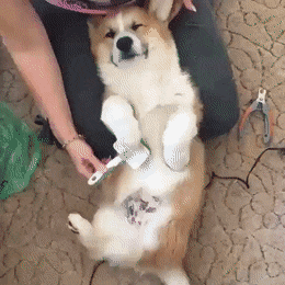 фыц.gif