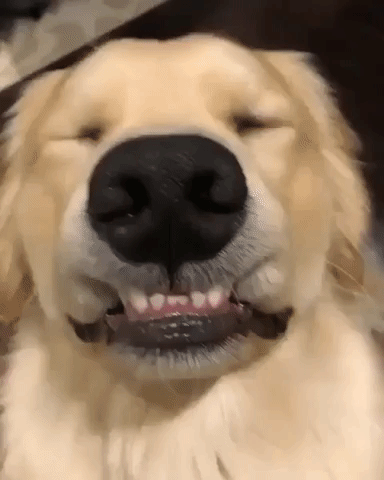 цук.gif
