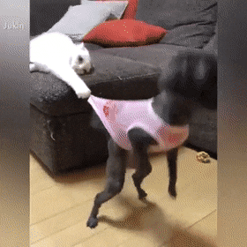 чйц.gif