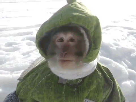 шо8.gif