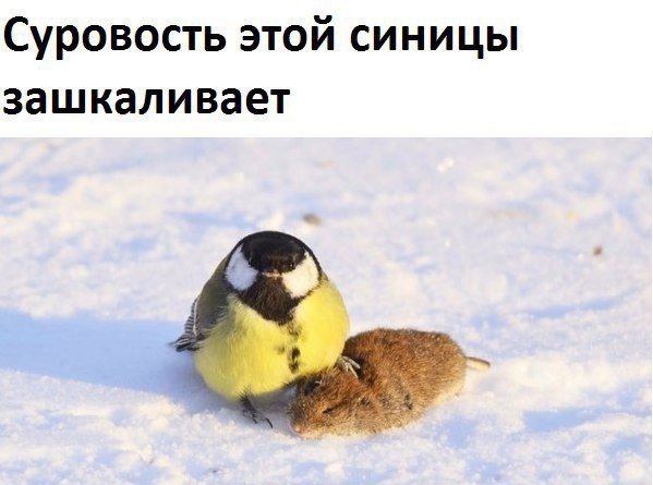 ывмук.jpg