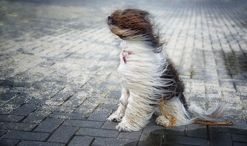01-windydog-carloscherer.jpg.838x0_q80.jpg
