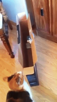 078af463fd50.gif
