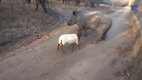 0e06cafb4192.gif