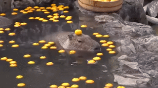 1 (4).gif