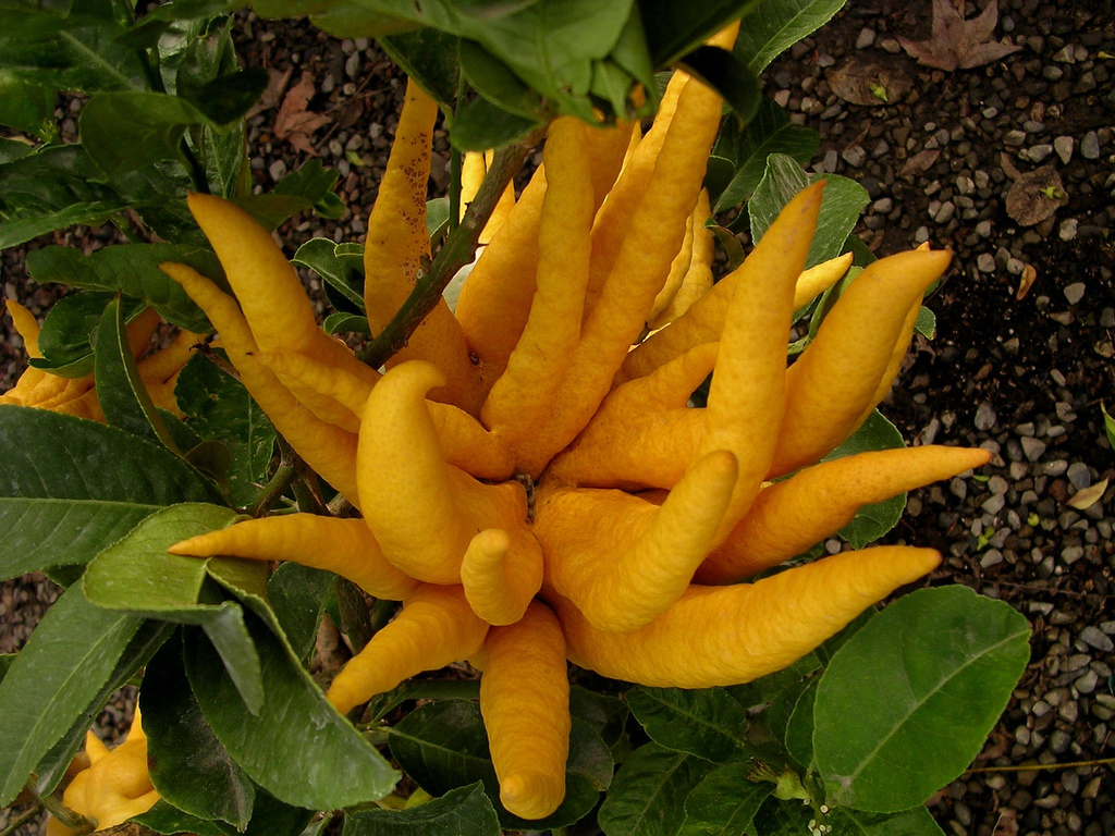 1-buddha.jpg