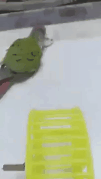 1.gif