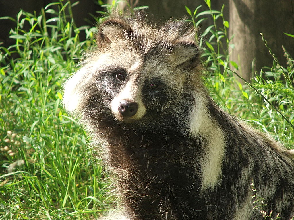 1024px-Nyctereutes_procyonoides_4_(Piotr_Kuczynski).jpg