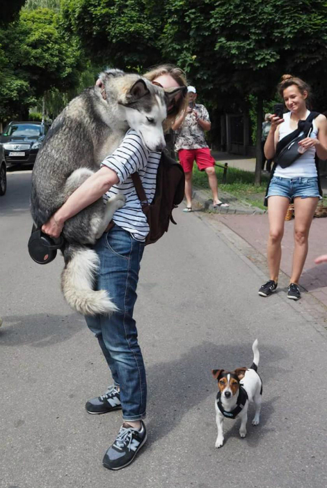 10scaredogs.jpg