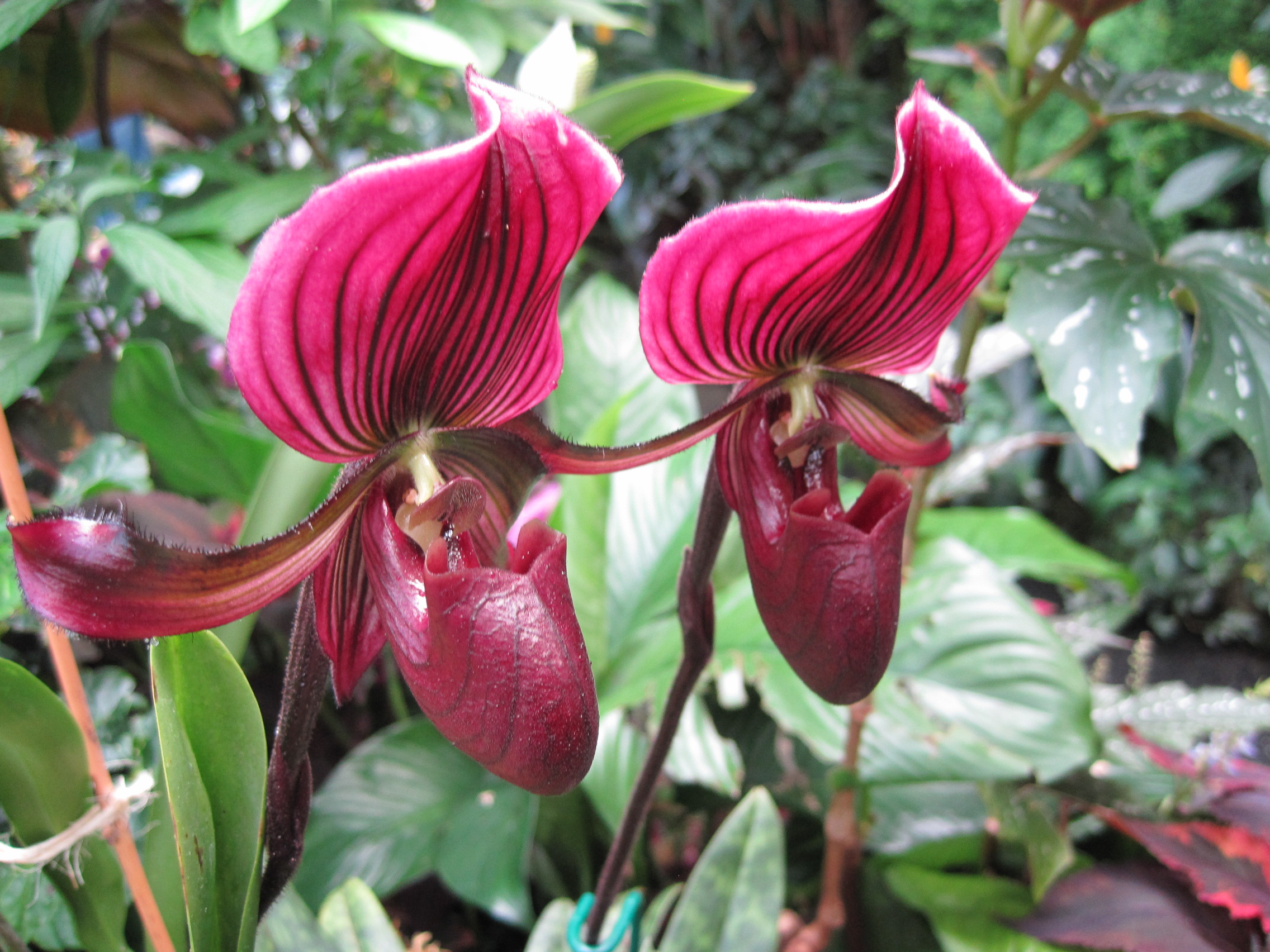 110501-orchid-ladies.jpg