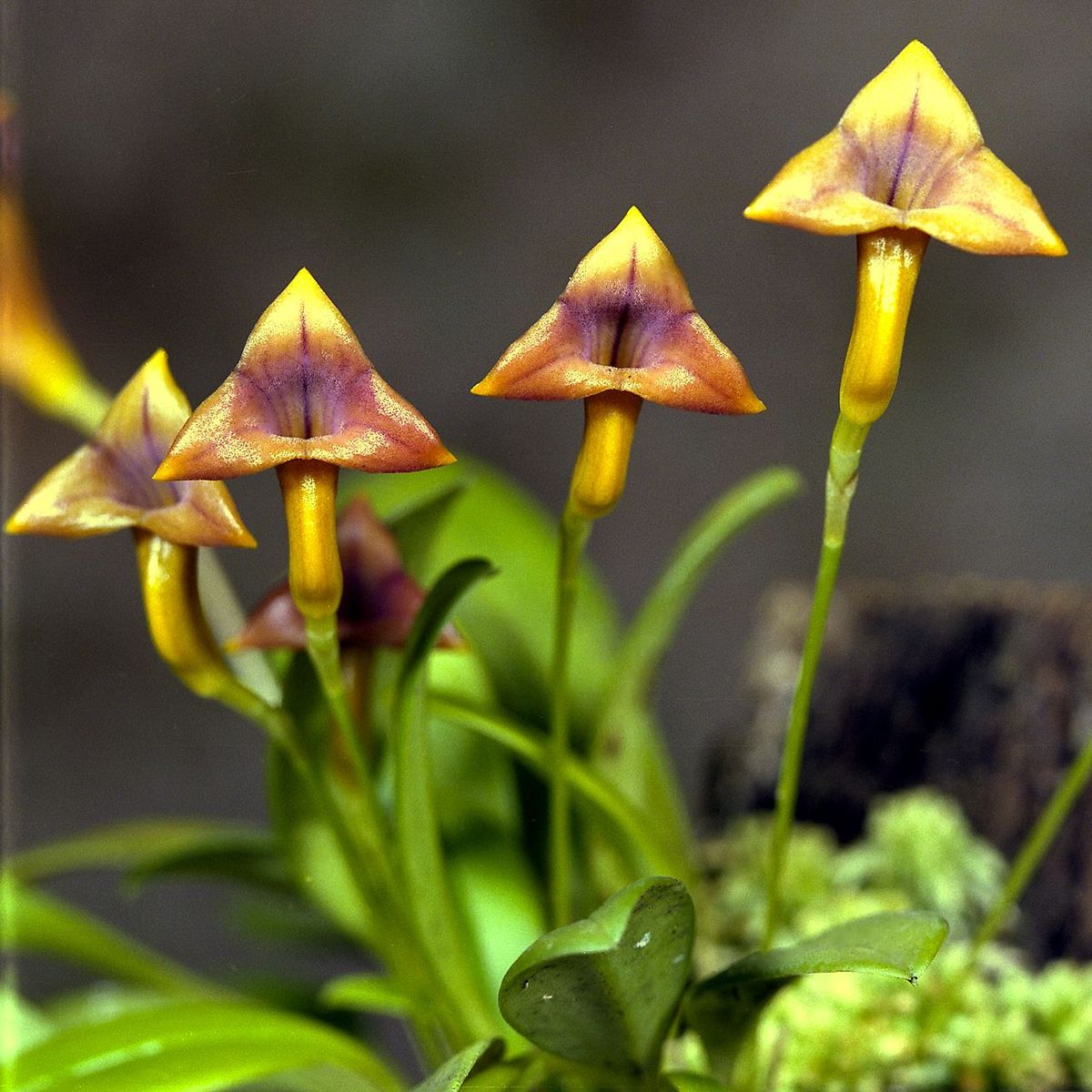 1200px-Masdevallia_angulifera_Orchi_01.jpg