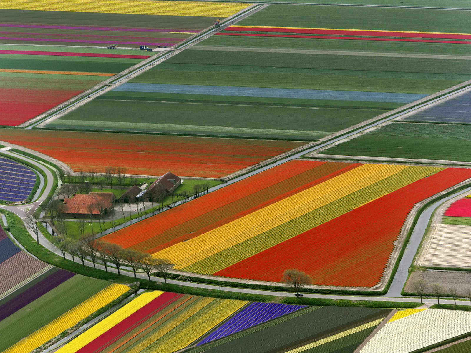 1270973722_aerial-view-of-tulip-flower-fields-amsterdam-the-netherlands.jpg