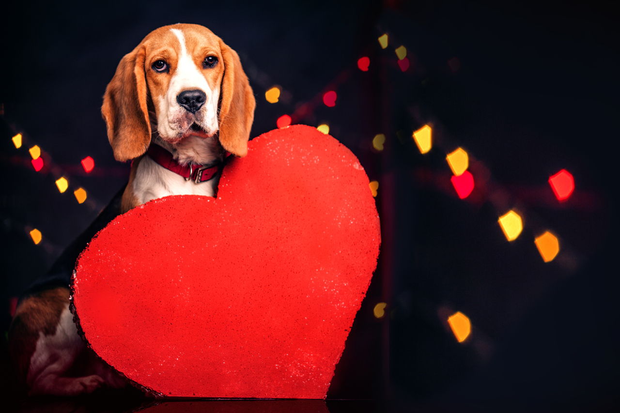 1280-463375187-woof-i-love-you.jpg