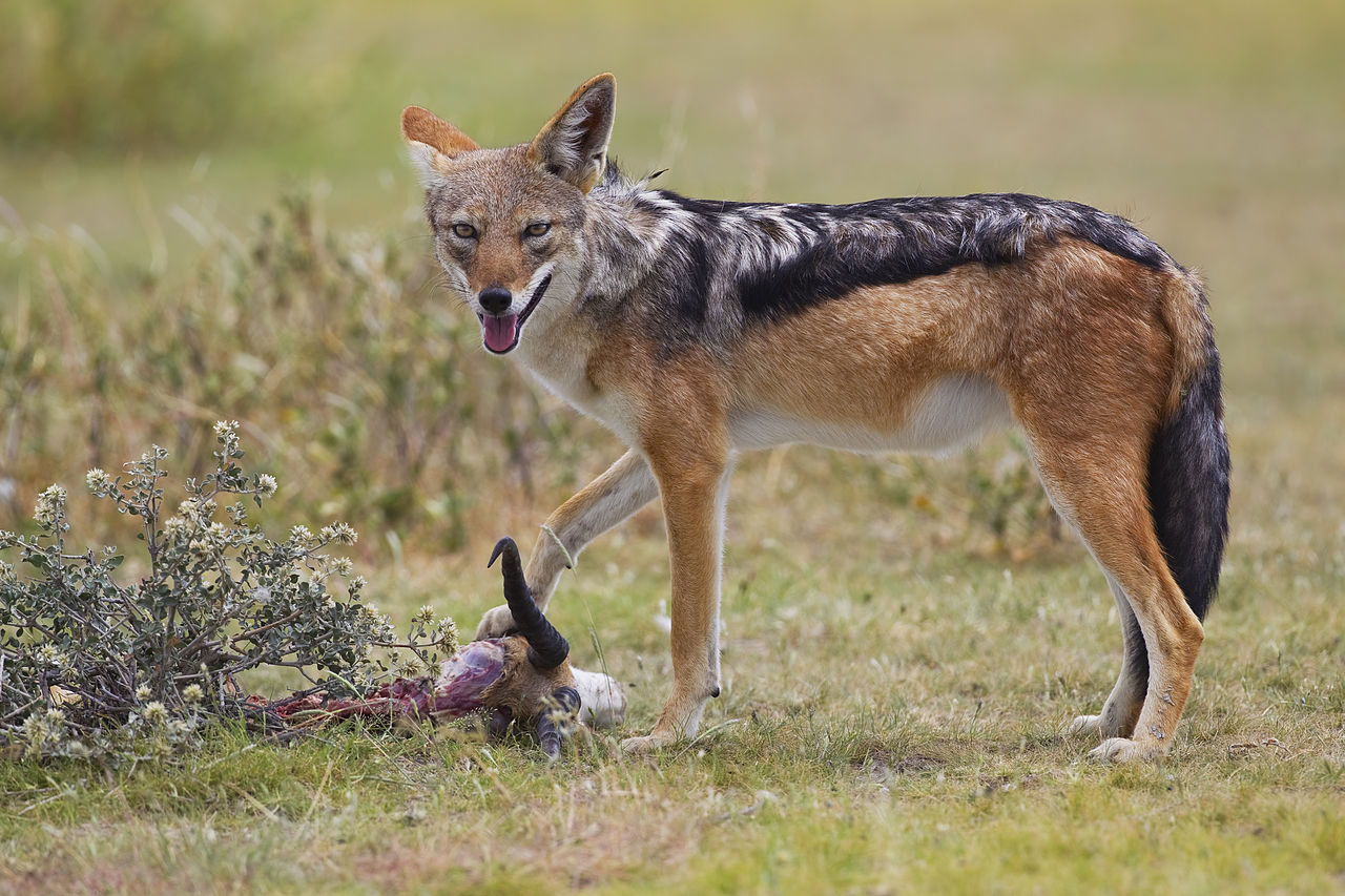 1280px-2012-bb-jackal-1.jpg
