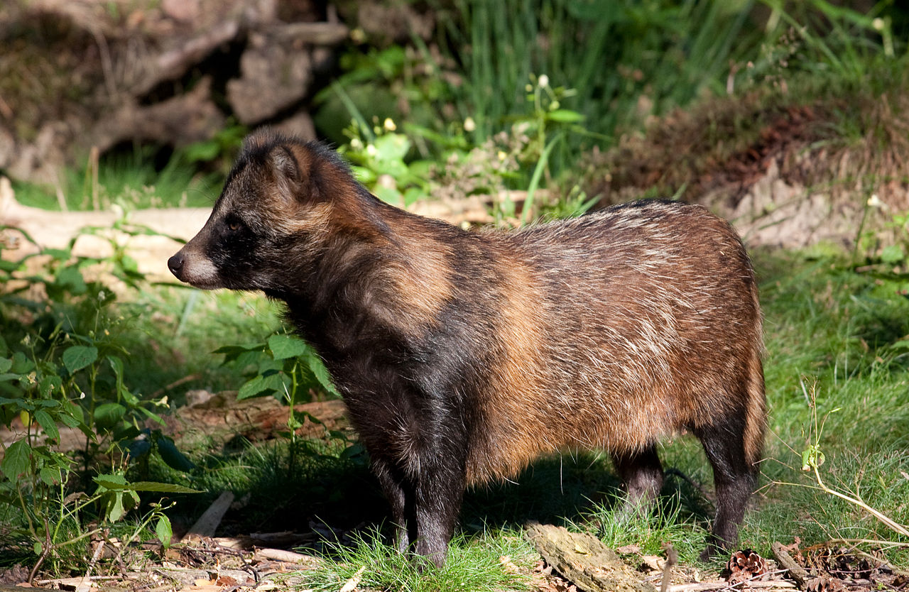 1280px-Raccoon_Dog01.jpg