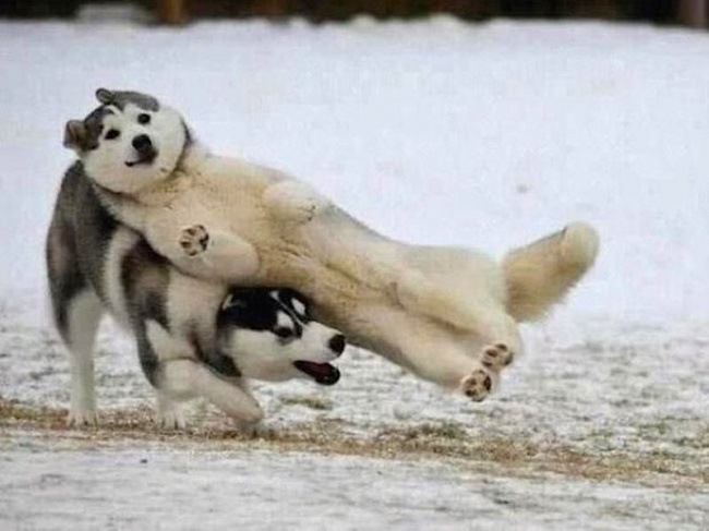 13385710-husky-yumor-15-e1390146633159-650-5a141ac633-1484579919.jpg